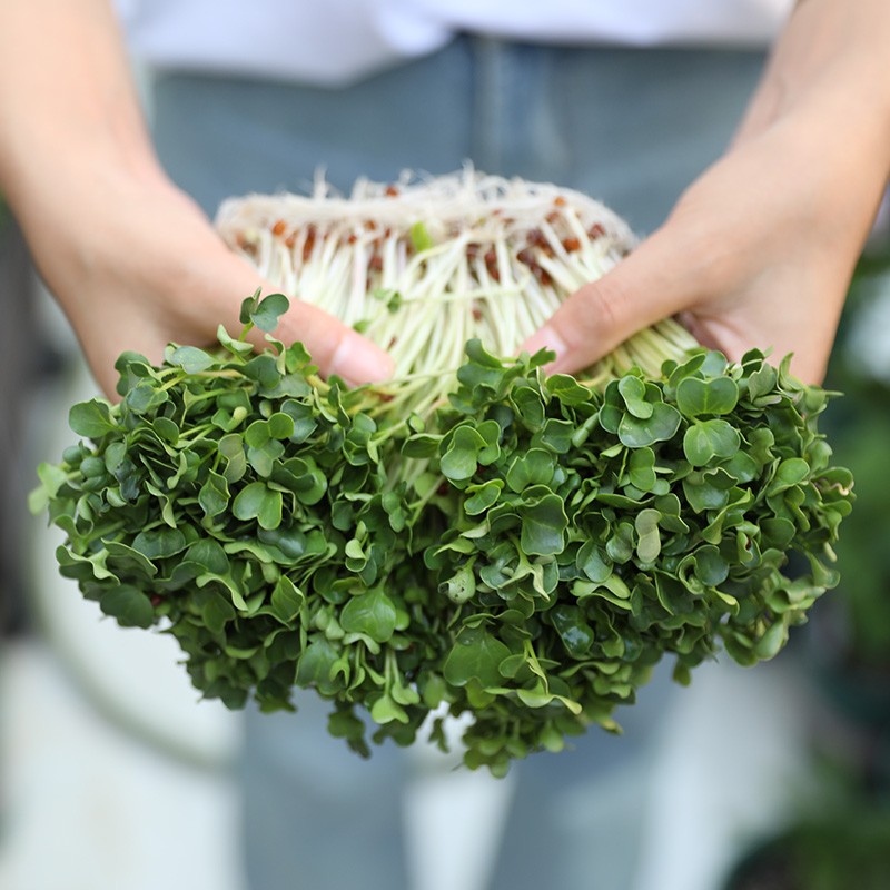 萝卜苗菜种子芽苗菜菜种子春冬季种植阳台盆栽四季蔬菜种籽 青萝卜