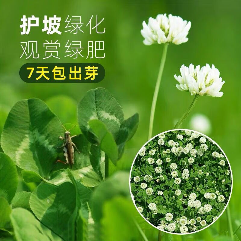 进口三叶草种子红三叶草籽护坡固土白三叶草果园绿肥绿化改善土壤 白