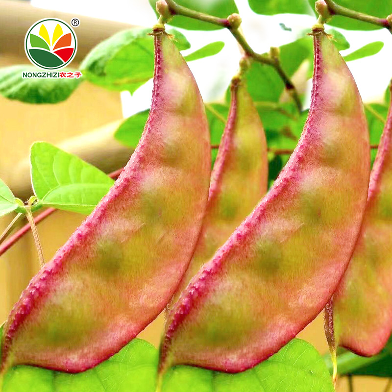农之子早熟边红四号扁豆种子10g