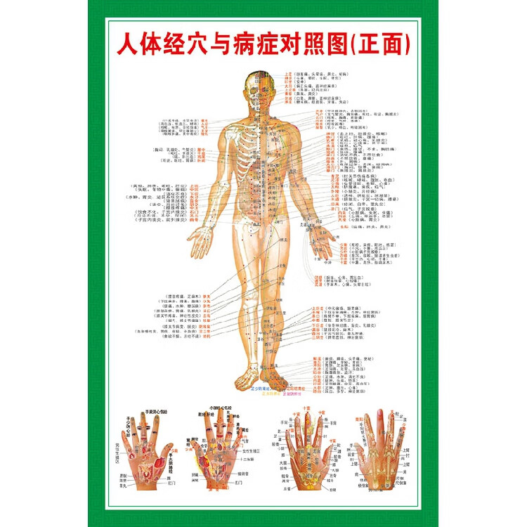 铭汇通人体穴位高清图解大全中医养生图大挂图全身穴位艾灸推拿背部