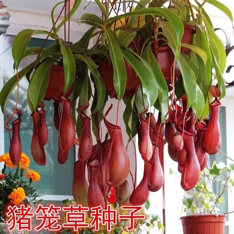 香草种子驱蚊除虫种子花种子庭院阳台盆栽花卉草种子 猪笼草100粒