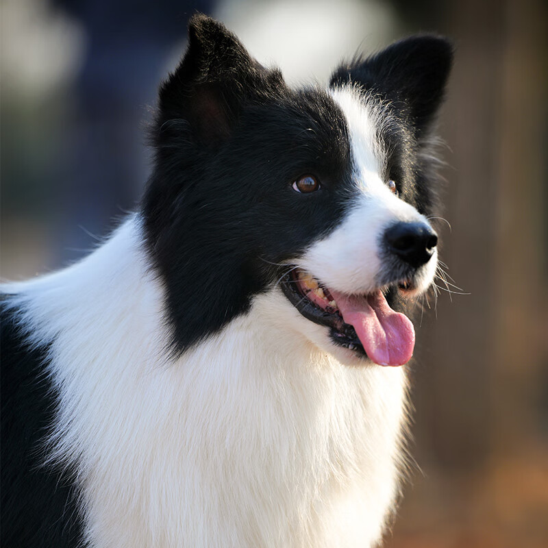 别恙宠北京三通七白边牧幼犬活体陨石宠物狗犬舍赛级双血统边境牧羊犬
