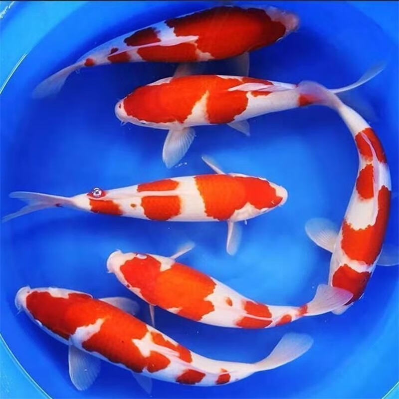 【包活包损】锦鲤活鱼观赏鱼活体好养耐活冷水淡水鱼日系锦鲤金鱼 3条