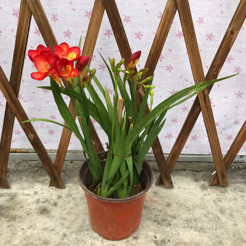 苏鲁雅卉香雪兰盆栽带花香水兰室内阳 庭院植物净化空气花期长好养