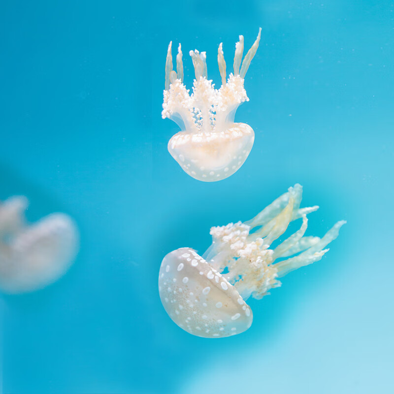 太平洋狮鬃蛋黄大西洋彩色紫纹黑星海刺水母活物巴布亚硝宠物展 白色