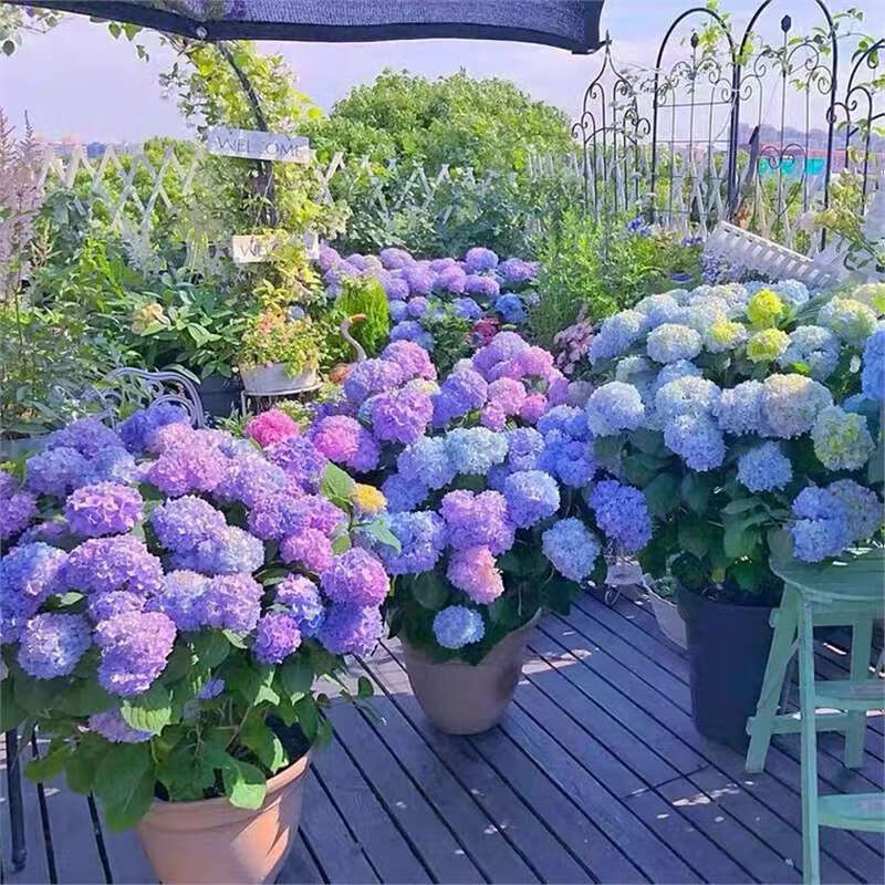 意軒高檔繡球花盆栽無盡夏繡球八仙花苗地栽庭院大苗四季耐寒花卉 大5加侖 分枝超多 帶盆栽好