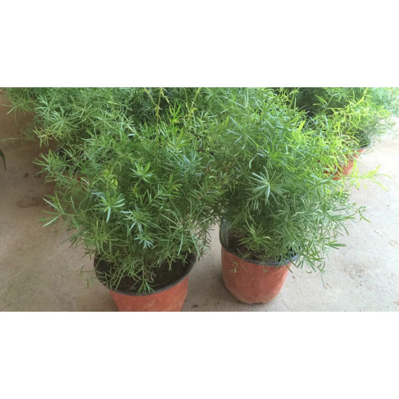 垂吊天门冬花苗 蓬莱松 水培水竹 小绒松 天门冬(整盆苗)如图(25-40高