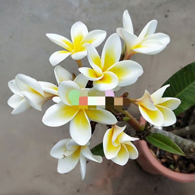 he)鸡蛋花树花卉盆栽缅栀子鸡蛋花树苗蛋黄花树鸡蛋花苗盆栽蛋黄色鸡