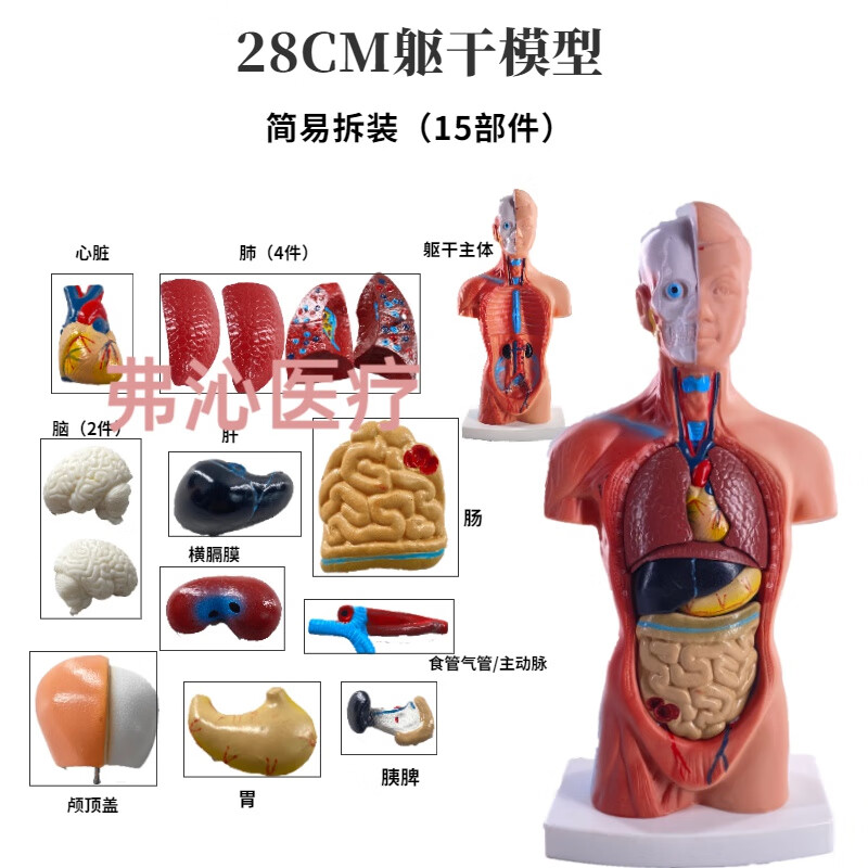 人体解剖模型器官可拆卸医学教学心脏内脏模型玩具躯干结构图 28cm无