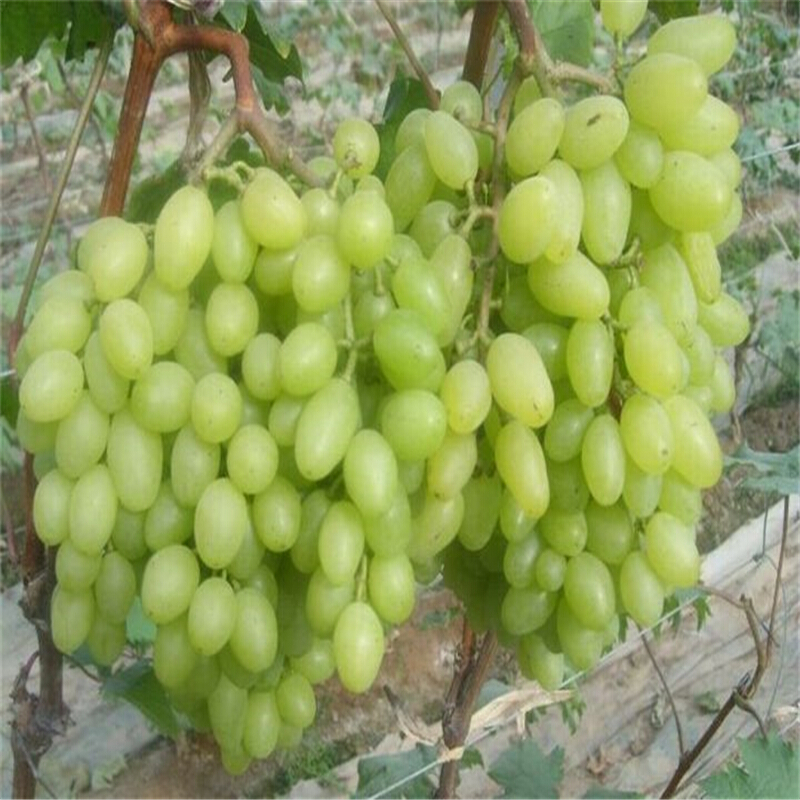葡萄树苗庭院爬藤果树苗巨峰美人指玫瑰香南方北方种植 当年结果 青提