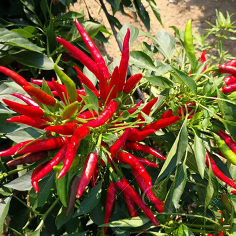 苏购朝天椒种子 种子 辣椒种籽四季盆栽菜种植指天椒籽种孑一包