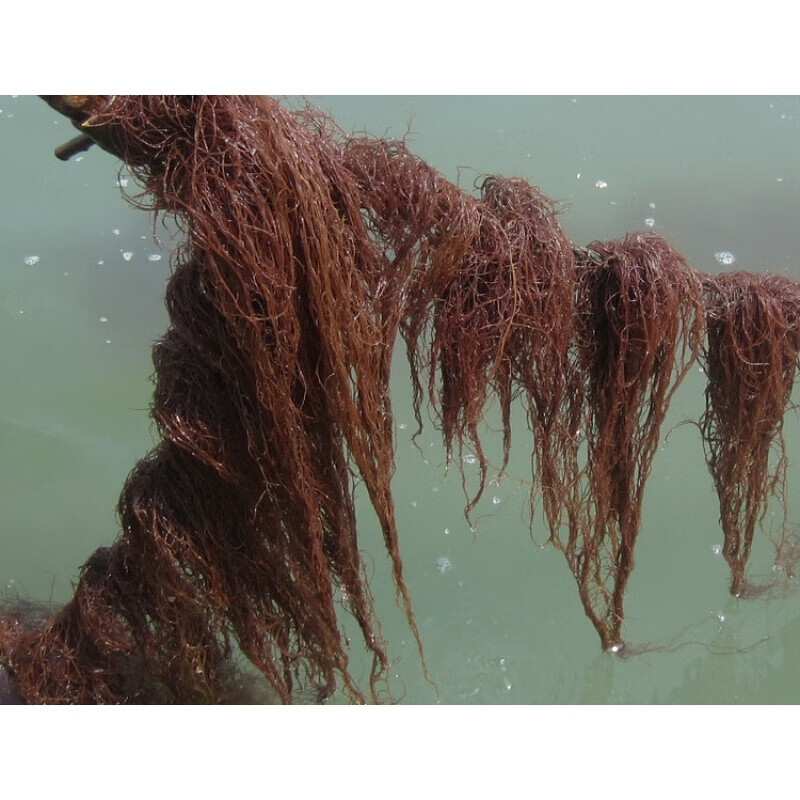 味巴哥霞浦海发菜干货500g 食用海鲜海草海藻产品凉拌海发菜头发龙须