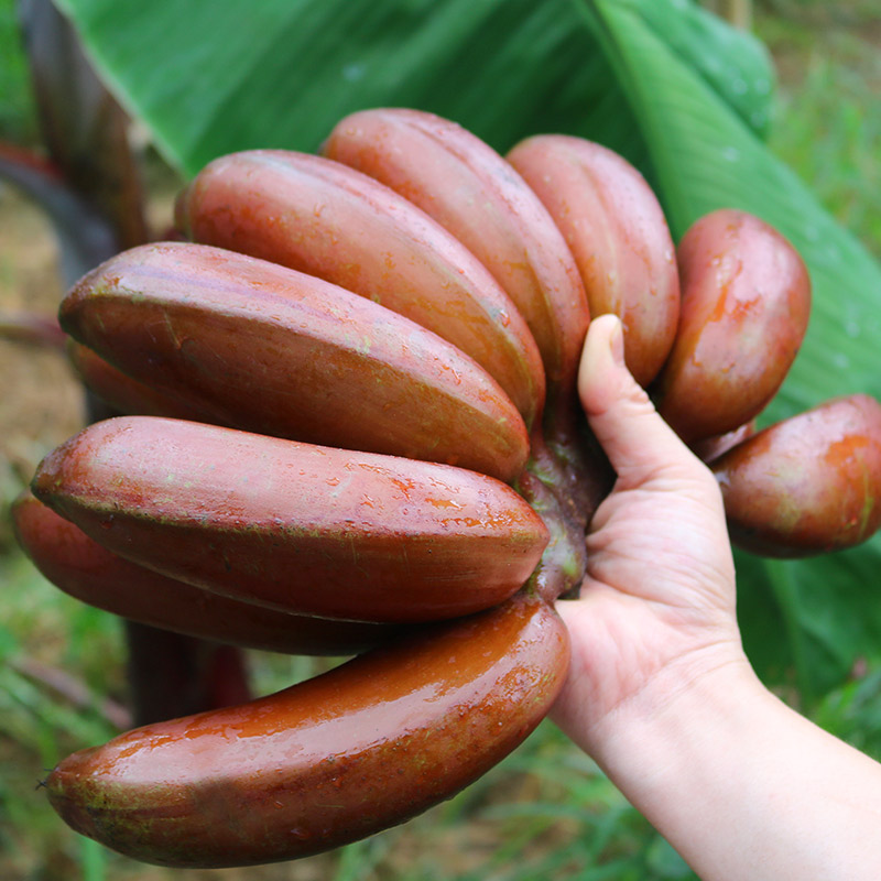 早告白 福建土楼红美人香蕉5斤红皮香蕉应季新鲜水果漳州苹果蕉孕妇
