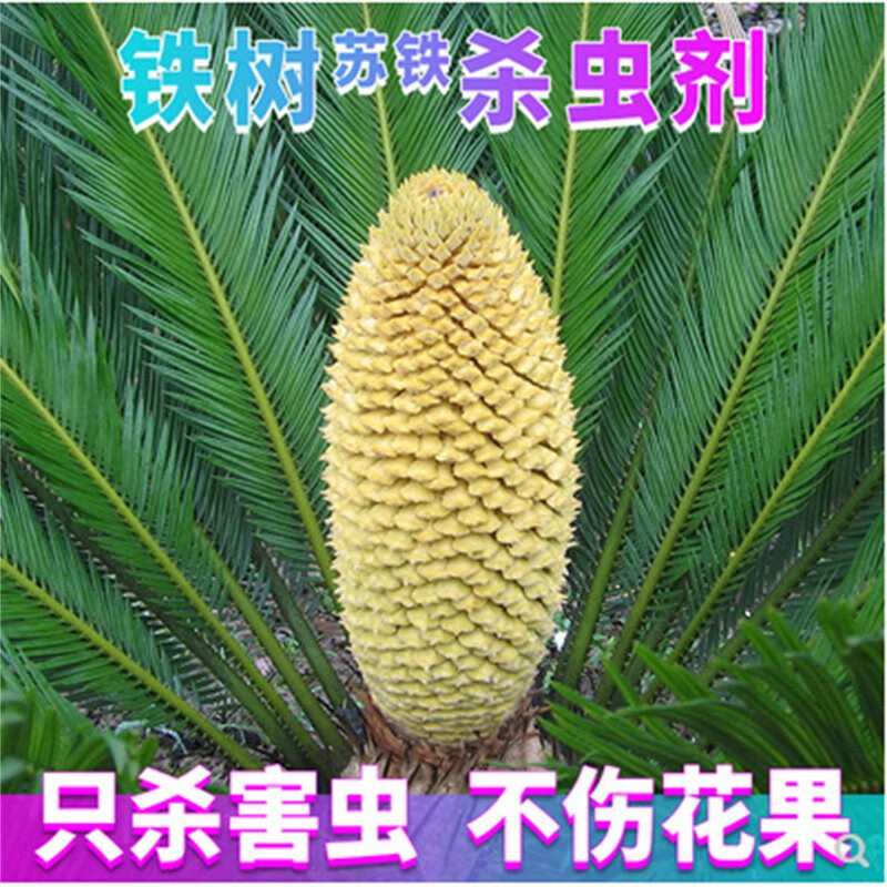 苏铁树介壳虫杀虫剂蚧壳虫小灰蝶多肉花卉室内绿植