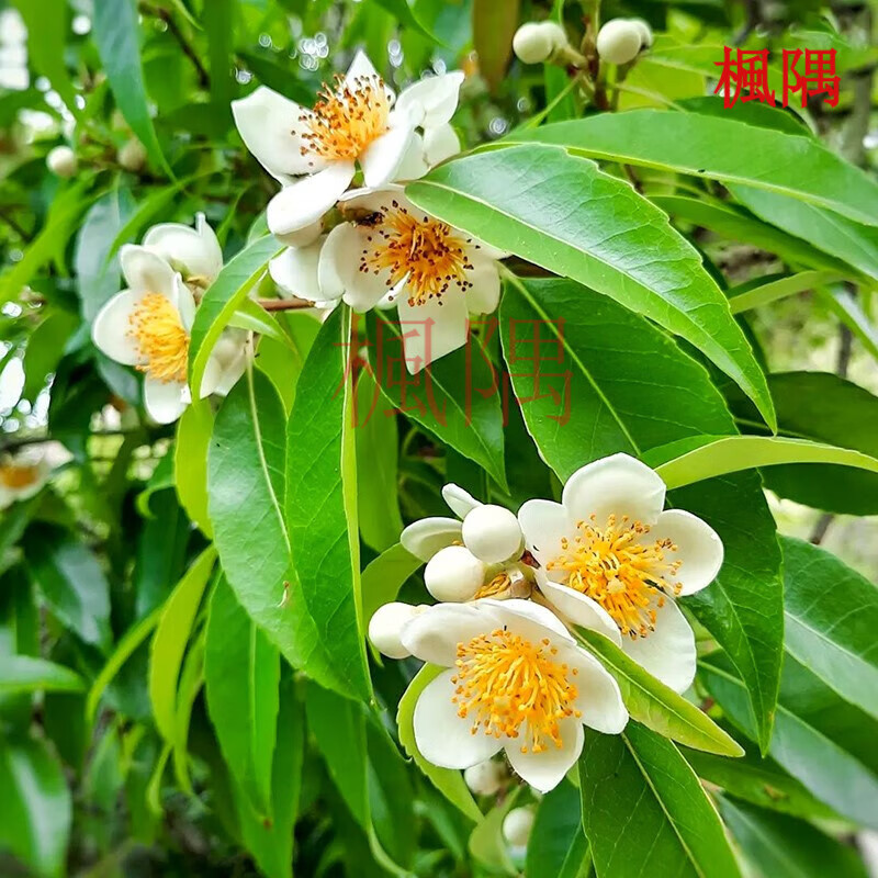 楓隅木荷种子林木种籽四季多年生景观绿化工程观叶种孑 木荷种子一斤