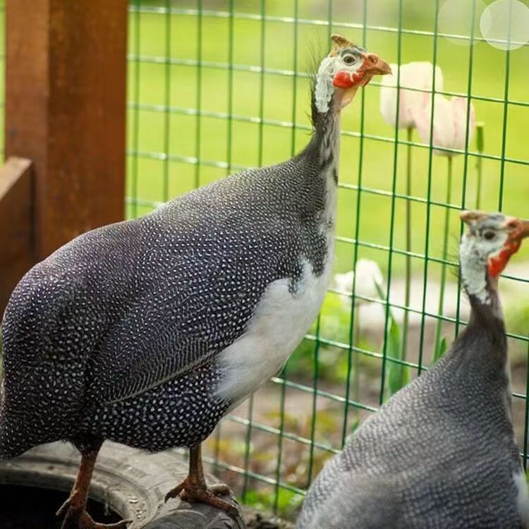 纳学一斤青年珍珠鸡活鸡真珠鸡活体包活到家正宗鸡仔活的散养活鸡包邮