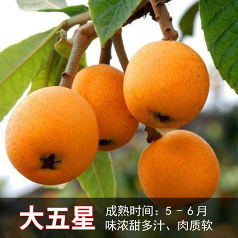 嫁接枇杷树苗大五星无核枇杷苗南方北方种植果树苗四季盆栽地载庭院