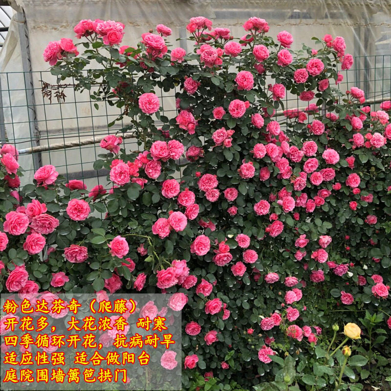 双十一查花卉历史价格|花卉价格比较