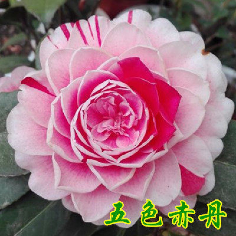 带花卉观花植物浓香型十八学士四季开花绿植 五色赤丹4年【原土发货】