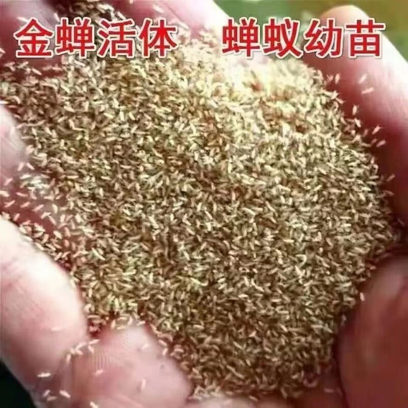 金蝉幼苗金蝉苗结喽龟苗爬叉苗结喽龟幼虫爬叉幼虫黄金蝉 1克