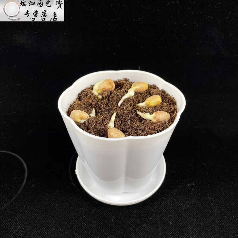 可狄花生豌豆玉米蚕豆已发芽种子幼儿园观察植物角生长过程蔬菜盆栽