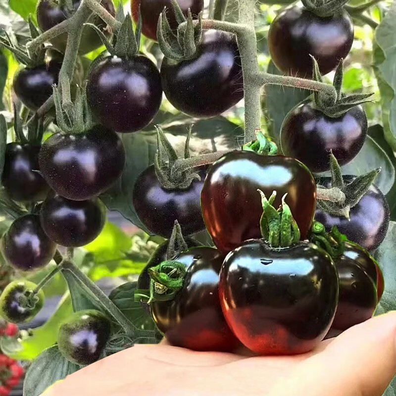 南极星黑番茄种子黑西红柿苗黑柿子盆栽蔬菜 小黑番茄苗 12棵