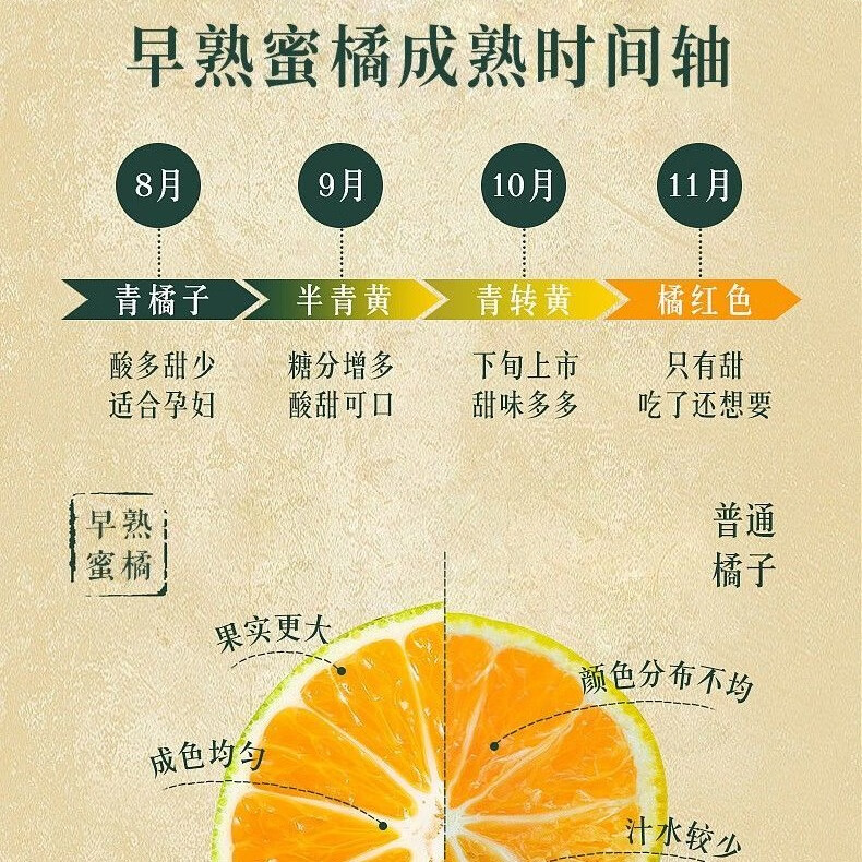石门秀坪柑橘湖南早熟品质成熟薄皮无核现摘新鲜送人蜜橘石门蜜桔 60mm-65mm大果 9斤带箱10斤装
