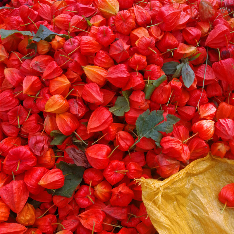 酷果汇东北长白山野生红姑娘鲜果锦灯笼红菇娘苦姑娘皮果一体的 皮果