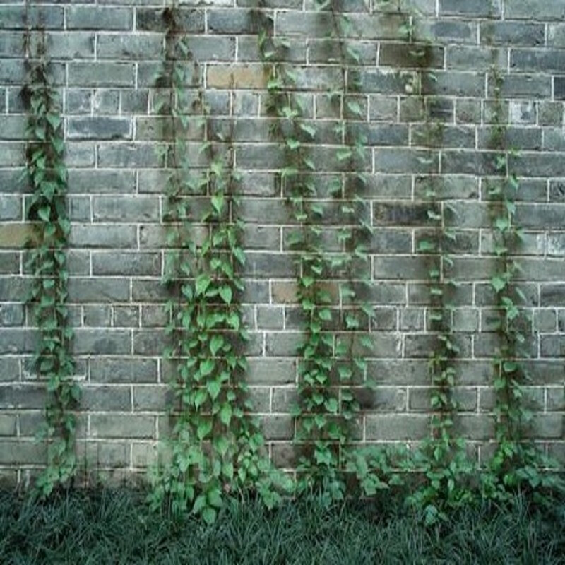 爬山虎苗 大小苗 爬墙虎苗 美国五叶地锦花卉树苗攀援爬藤植物庭院