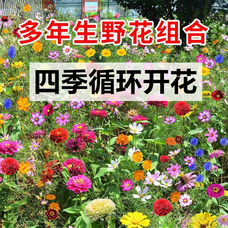 【精选现发】【四季开花】野花组合种子四季种植花卉种子波斯菊太