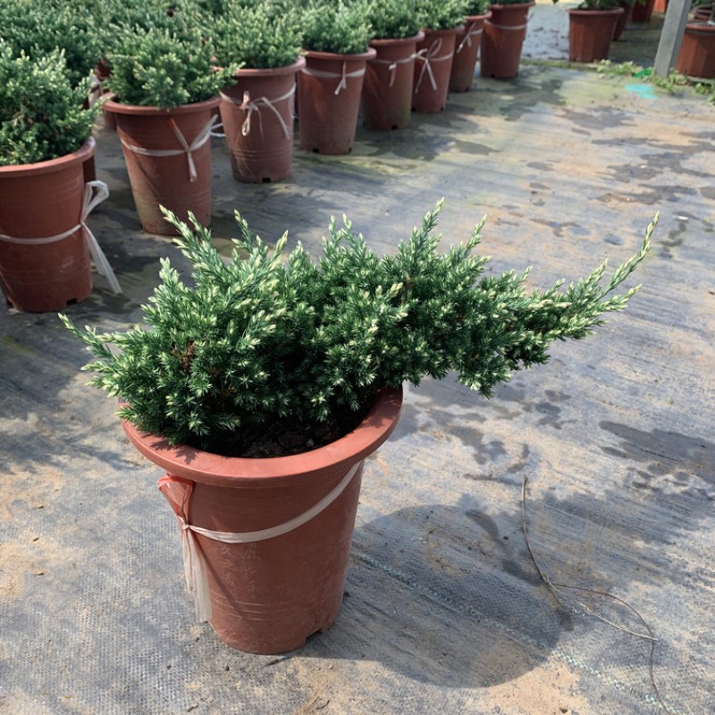 春沭 花柏盆栽彩色地柏盆景花卉悬崖造型树四季常青耐冻植物 花柏一棵