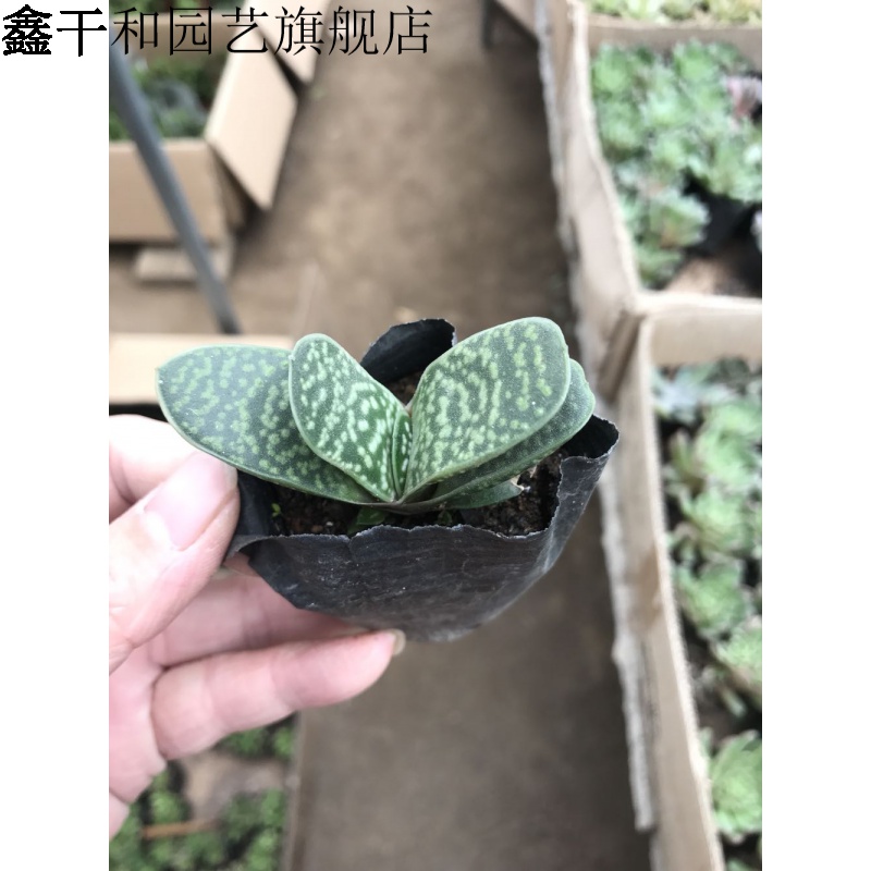 新品金元宝芦荟元宝花又名子宝进宝5组合 盆栽绿植花卉盆花 进宝3厘米
