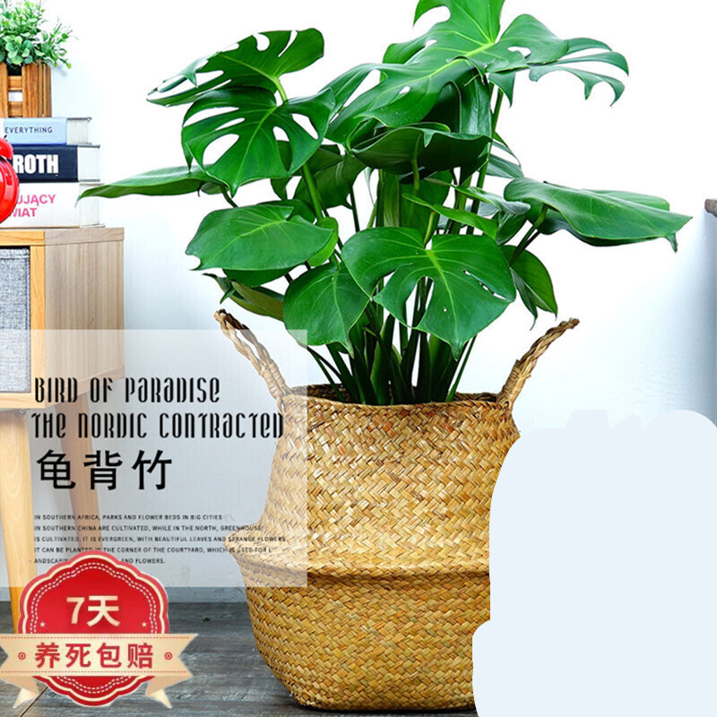 jd绿植盆栽历史价格查询|绿植盆栽价格走势