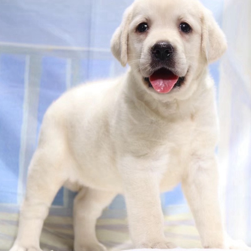 纯种宠物狗活体幼崽 活物黑色黄色精品 温顺工作犬导肓犬品种 黄白色