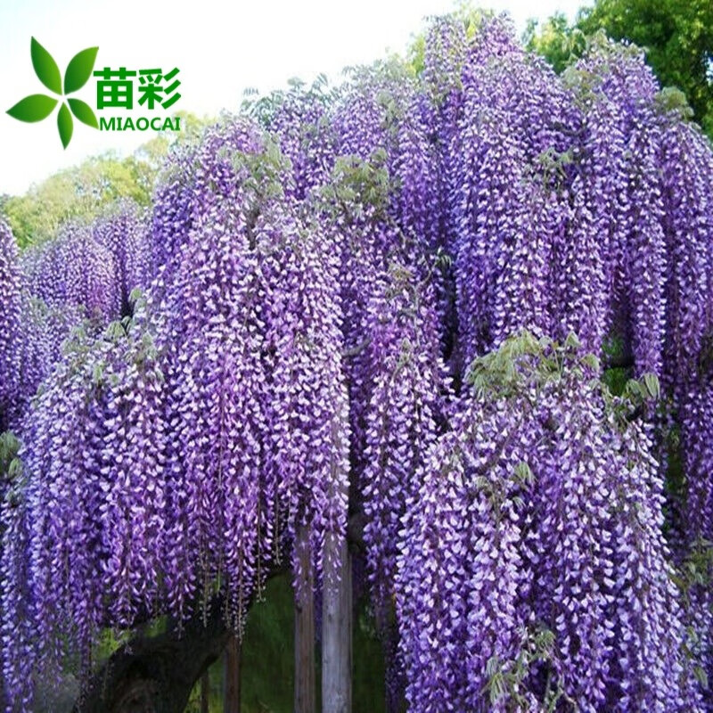 苗彩园艺 紫藤花树苗盆栽紫藤苗紫藤萝花树苗丰花紫藤日本多花紫藤