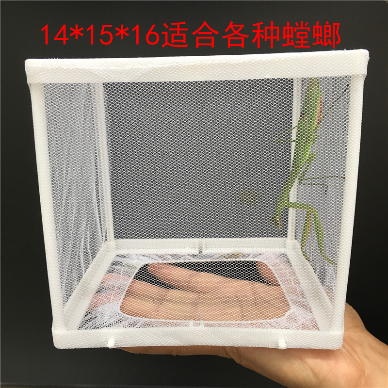 oimg螳螂活物中华大刀广斧成体螳螂宠物幼虫体螳螂饲养盒兰花螳螂籽卵