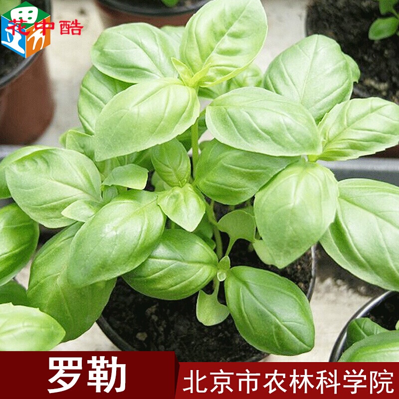 小茴香种子 芹菜种子 盆栽蔬菜种子 罗勒100粒