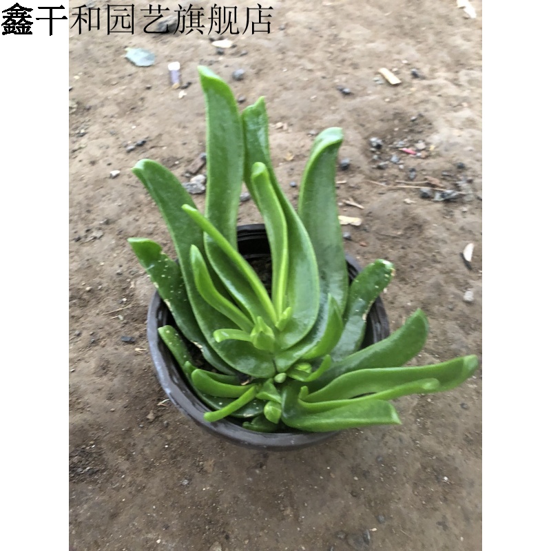 佛手托金多肉植物仙人佛手 佛手掌 佛手托金 佛手1盆 带盆栽好