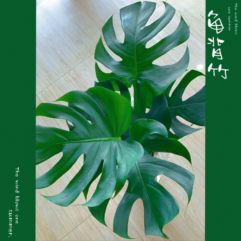大型绿植网购商品历史价格查询|大型绿植价格比较