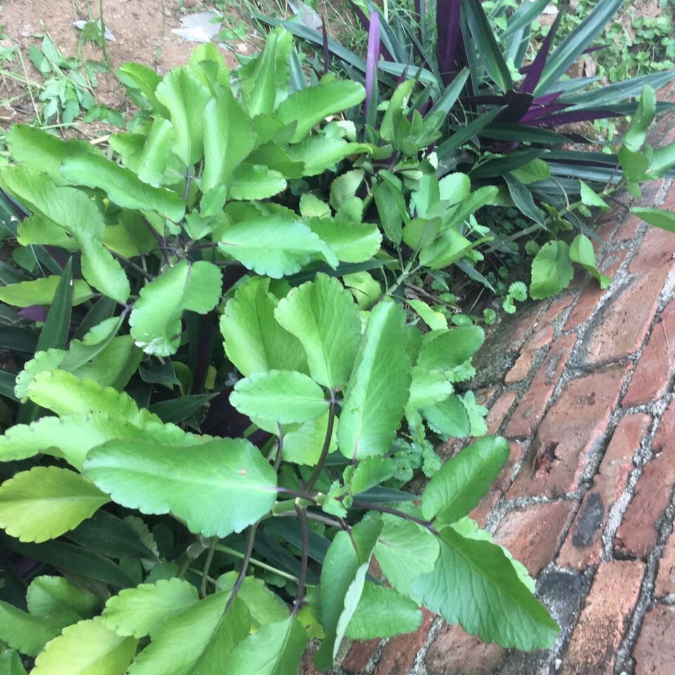 伟博新鲜草药落地生根不死鸟 天灯笼 倒吊莲500g 500g