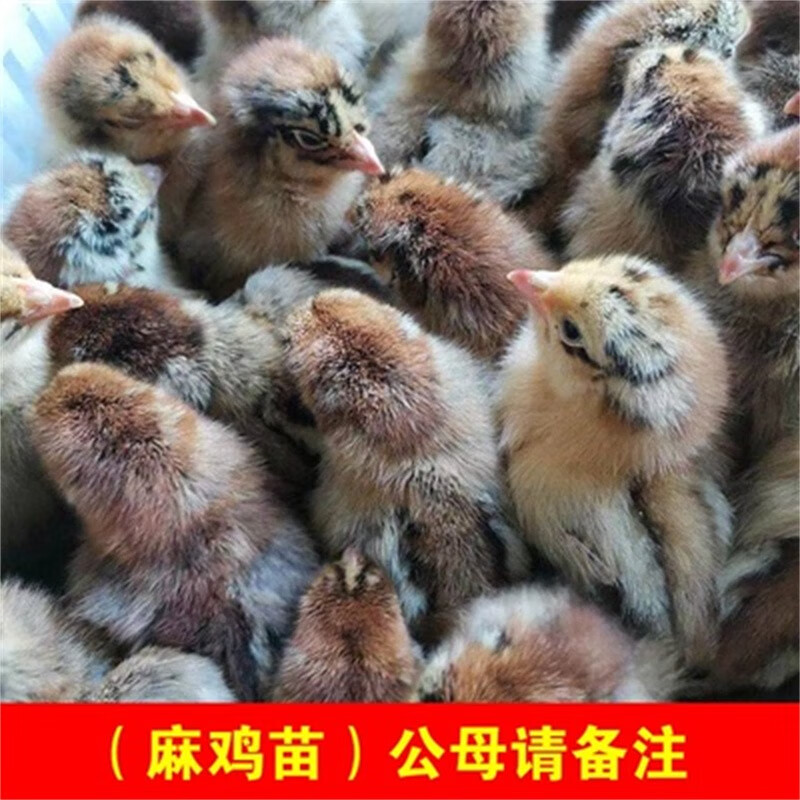 幼苗家养小鸡仔产蛋鸡苗下绿壳蛋鸡苗麻鸡活体鸡活物 青脚麻鸡苗30只