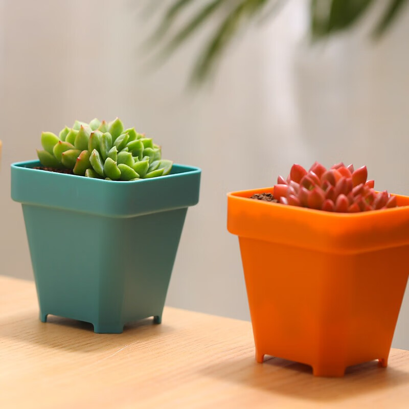 多肉植物价格走势统计|多肉植物价格历史