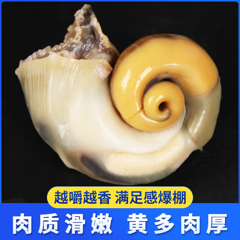 皮小鲜【鲜活发货】青岛大海螺鲜活1500g海鲜贝类生鲜 鲜活海螺肉送芥末 超大海螺 1500g （共9-12只）