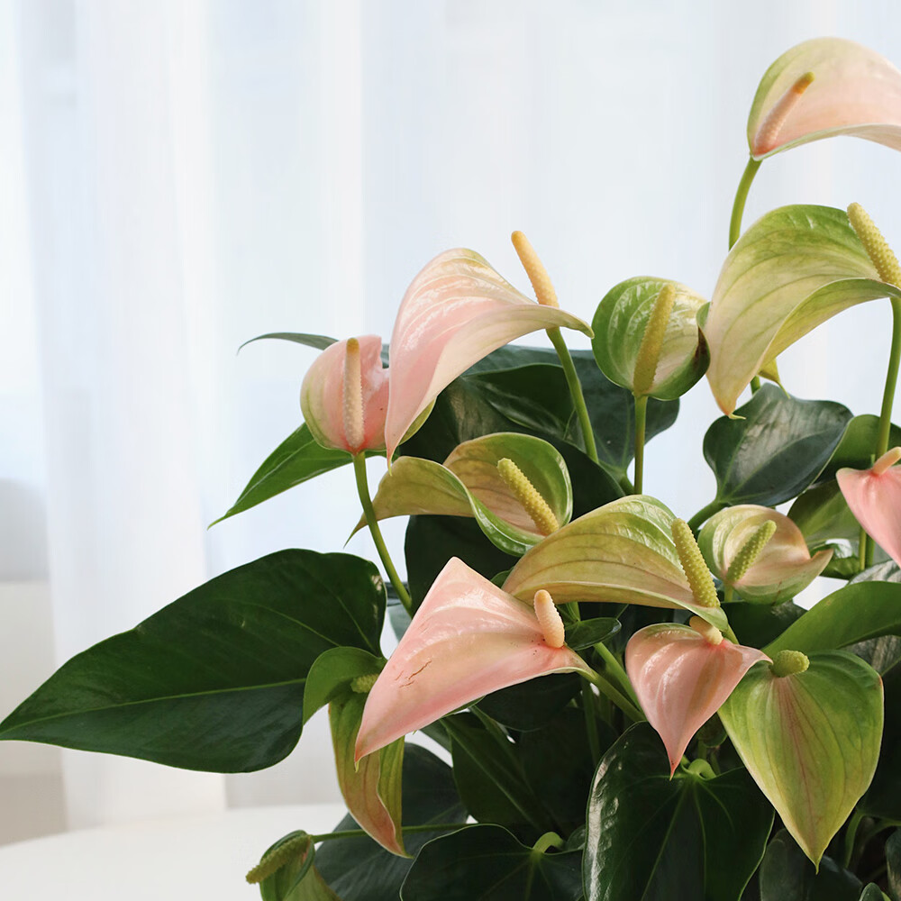 刘不丁植物私生活 | 桃色朱莉 粉掌黄掌花烛室内耐阴绿植荷兰进口