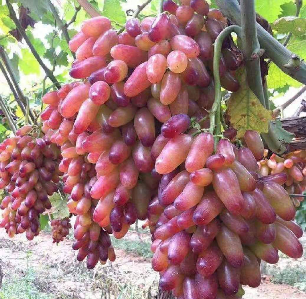 涉鲜者美人指葡萄新鲜现摘金手指马奶提子红提2000g团购礼盒