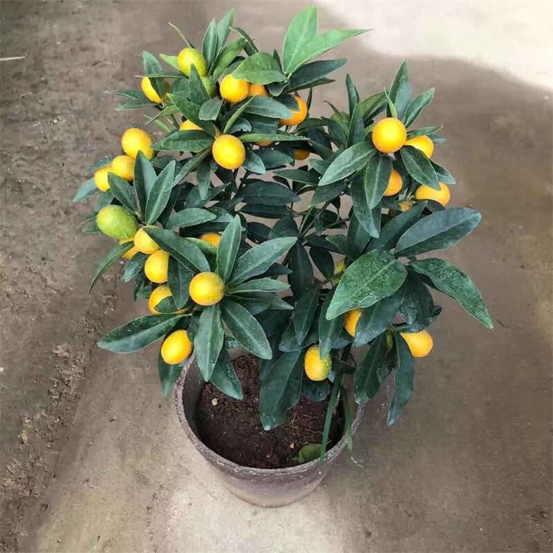 镜之月四季橘子树盆栽大金钱桔苗朱砂橘室内外阳台