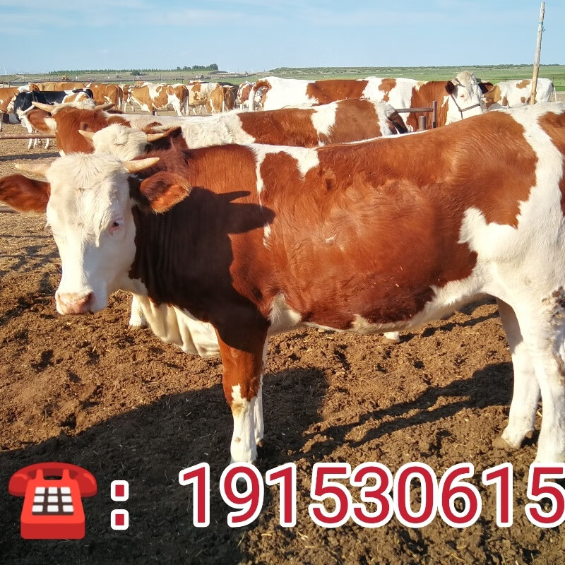 西门塔尔牛肉牛犊活牛出售西门塔尔牛犊子小母牛鲁西黄牛养殖技术