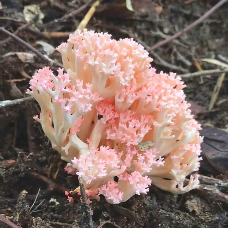 菌新鲜云南菌扫把菌500g蘑菇 新鲜菌 500g