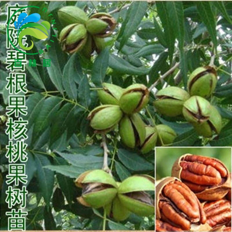 核桃树苗美国碧根果树苗嫁接苗长寿果庭院盆栽地栽果树苗当年结果南方