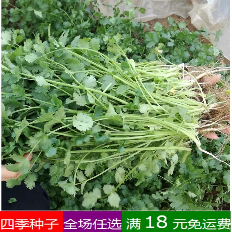 1元 香菜种子四季耐抽薹香菜种子满20元 香菜5克包装